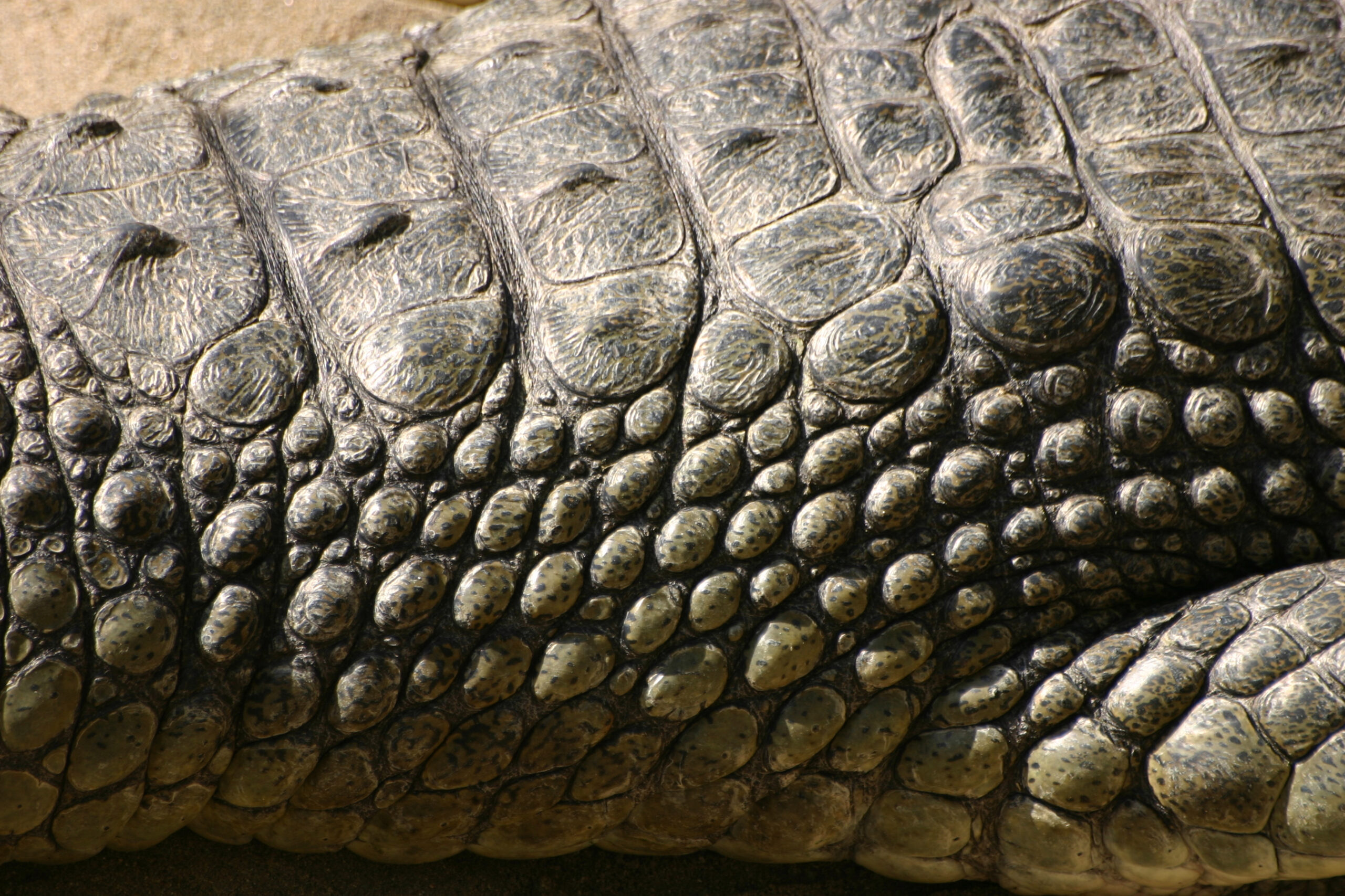Despite their thick skins, alligators and crocodiles are surprisingly  touchy